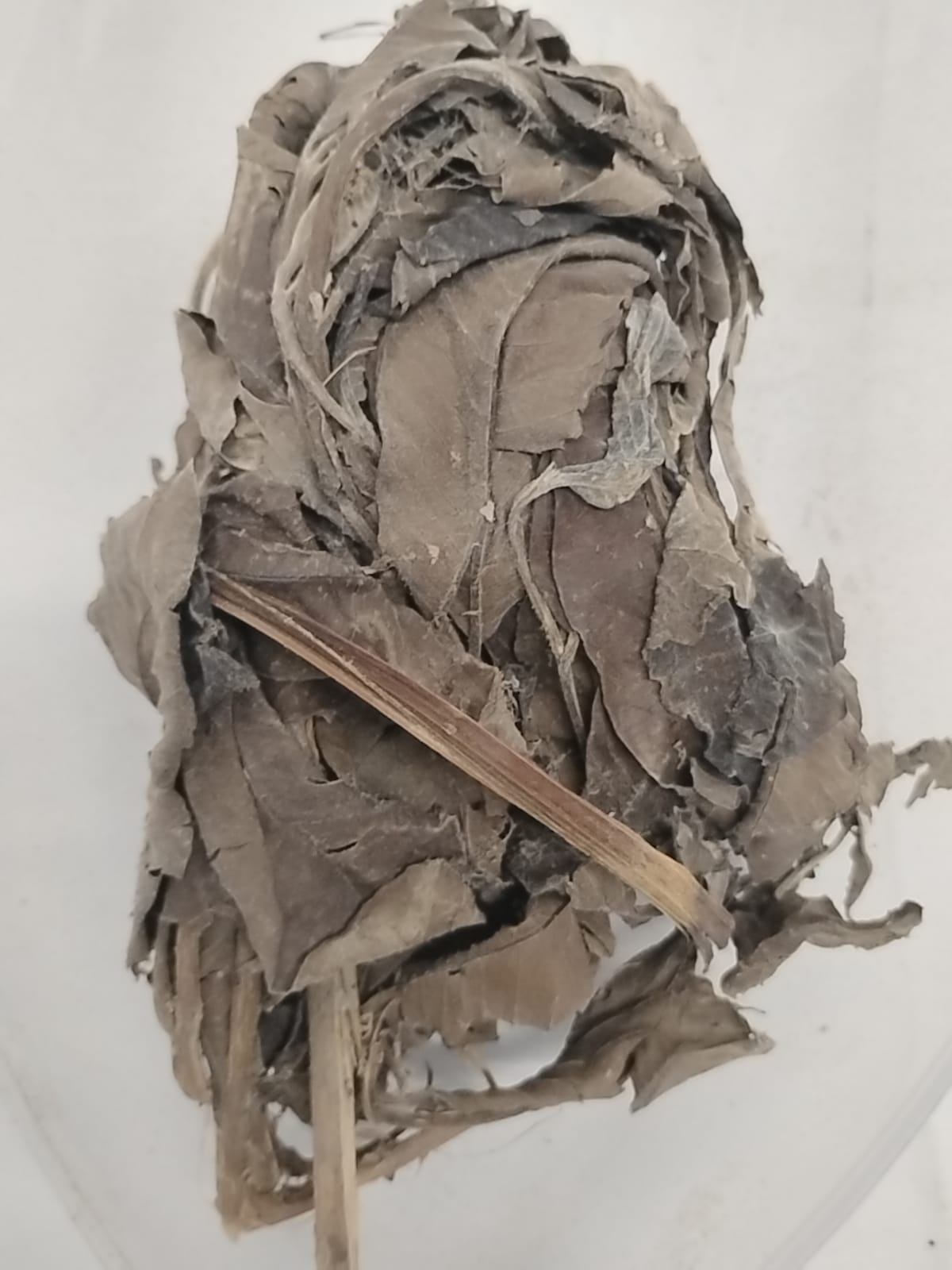 Ewe Guava/African Dried Guava Leaves/Psidium Guajava