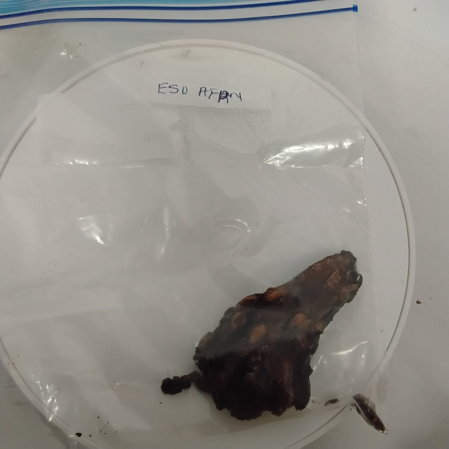Eso Afan/ African Breadfruit Seeds/Freudian Africana