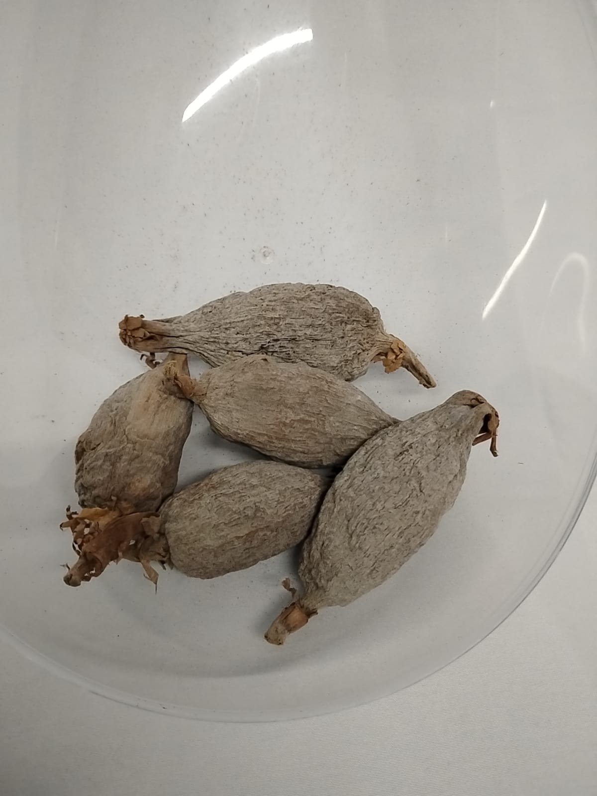 5pcs Africa Alligator Pepper/Ataare