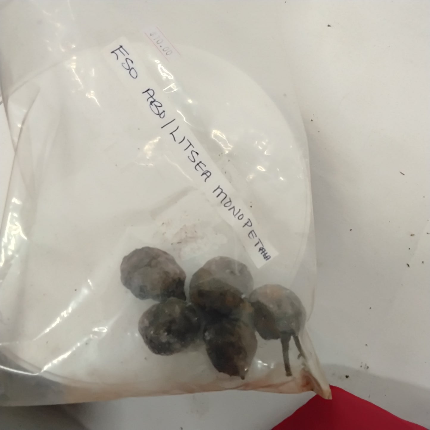 Eso Abo/Litsea Manopetala Seeds