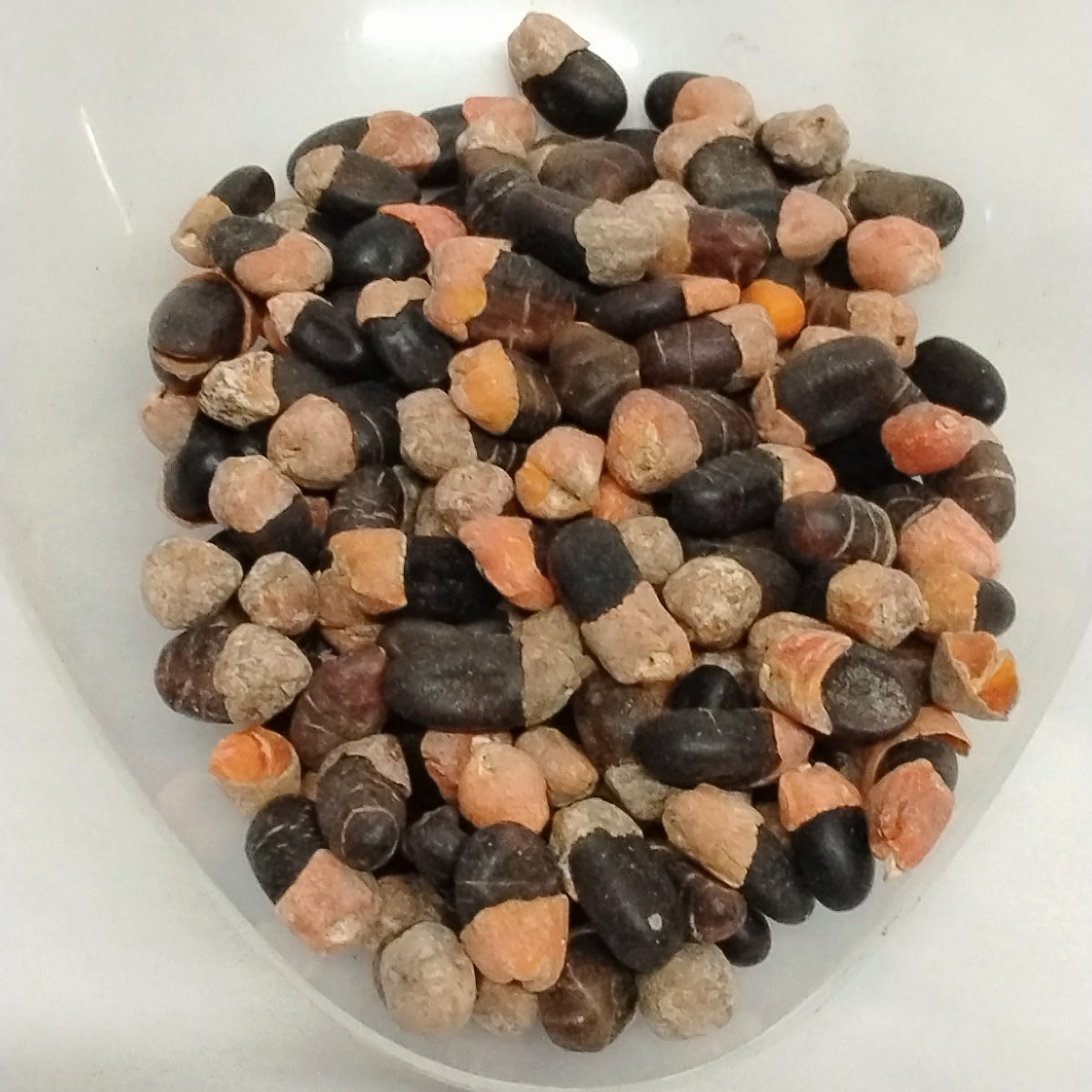 10pcs Eso Apa/African Mahogany/Afzelia Africana/Dried Seeds