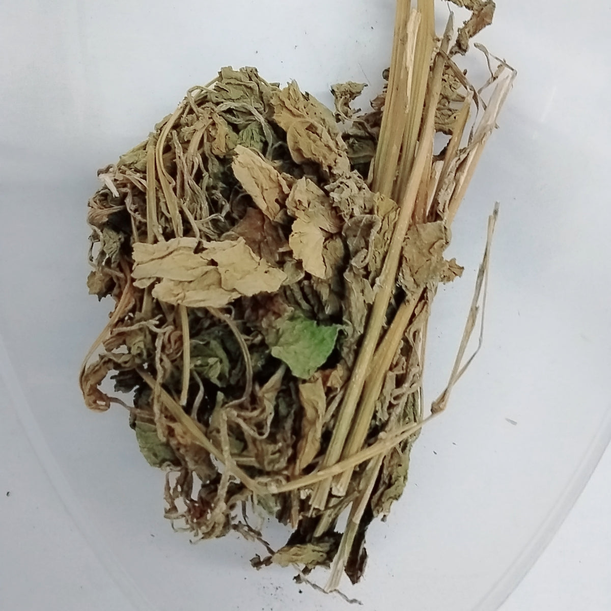 Ewe Awogba Arun/Petiveria Alliancea/Guinea Hen Weed/Anamu