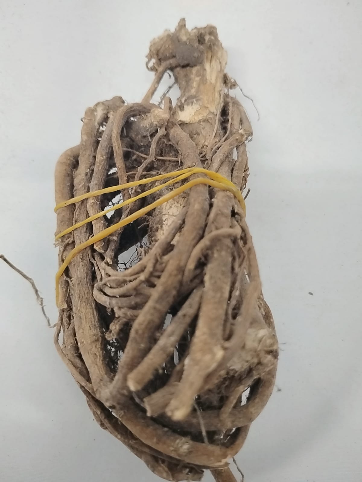 1.2oz Egbo Tude/Loose Bondage Root/Corpse Awakener/Calliandrahaema-tocephala