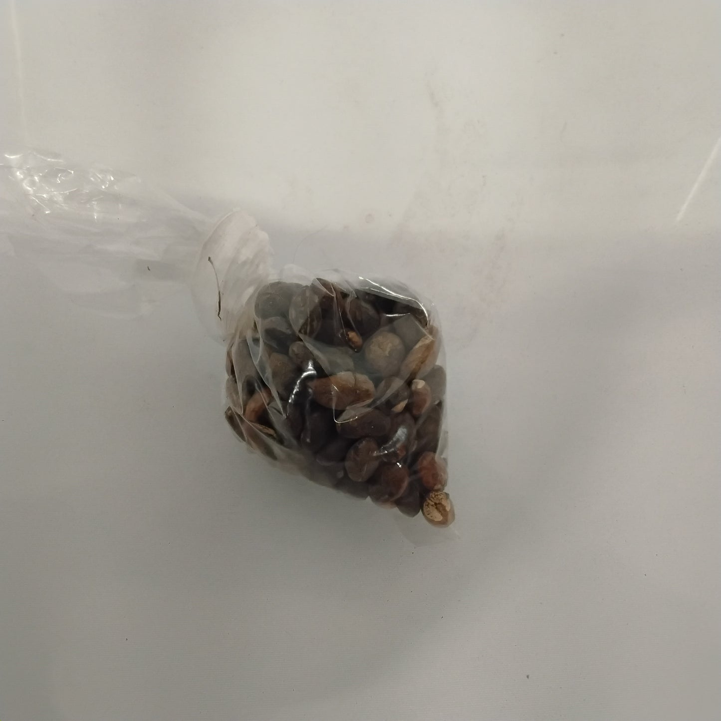 Aworoso Seed/Croton Penduliflurous Seeds/Jamalgota/Neervalam/Habbatul Muluk/Eso Awogbarun