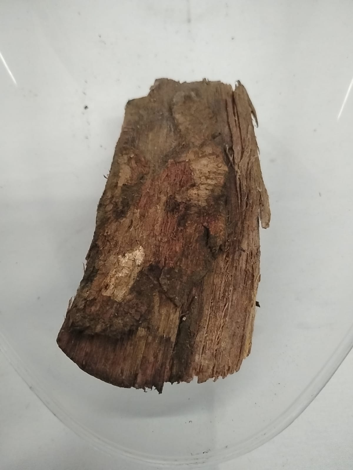 Egbo Oruwo/Morinda Lucida Roots