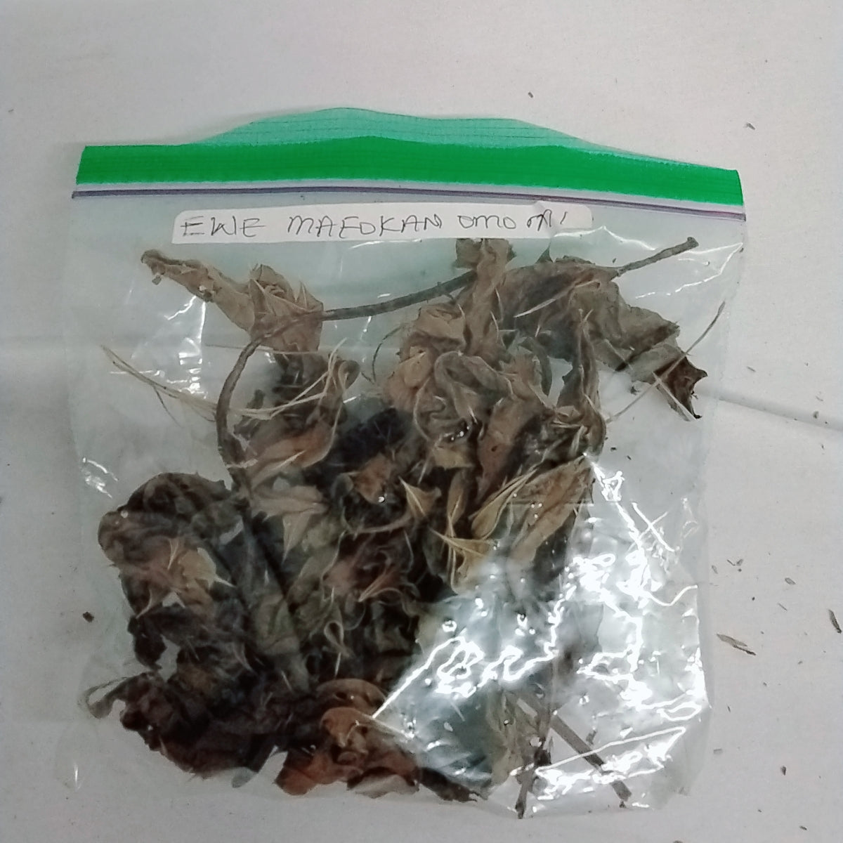 Ewe Mafowokan Omo Mi/Acanthus Montanus/Don't Touch My Child Herb