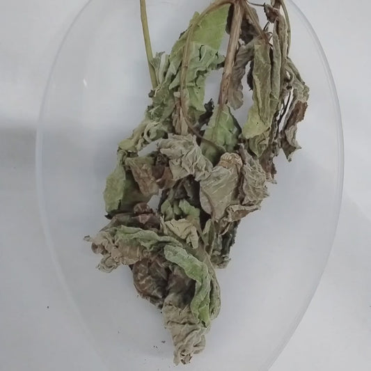 African Teak Dried Leaves/Ewe Iroko