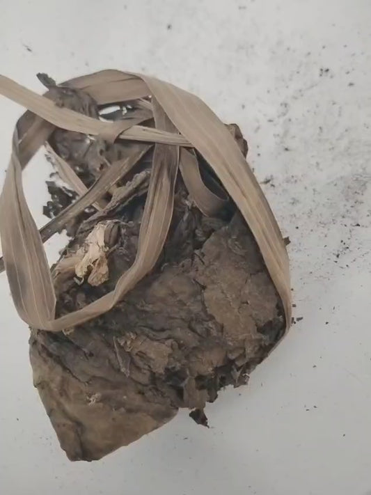 Ewe Osibata/African White Lotus/Nymphaea Lotus