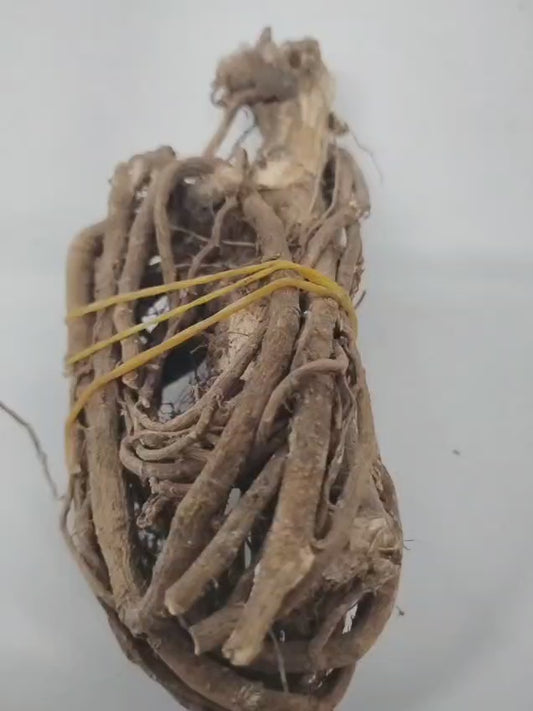 1.2oz Egbo Tude/Loose Bondage Root/Corpse Awakener/Calliandrahaema-tocephala
