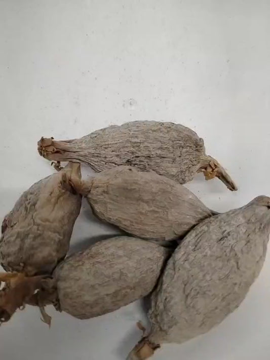 5pcs Africa Alligator Pepper/Ataare