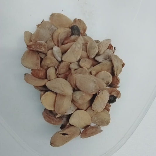 Abere/Hunteria Umbellata