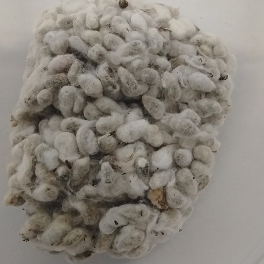 Koro Owu/African Cotton Tree Seeds