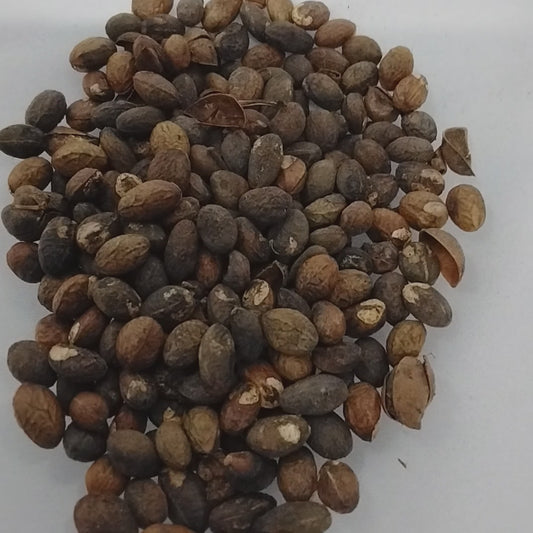 Aworoso Seed/Croton Penduliflurous Seeds/Jamalgota/Neervalam/Habbatul Muluk/Eso Awogbarun