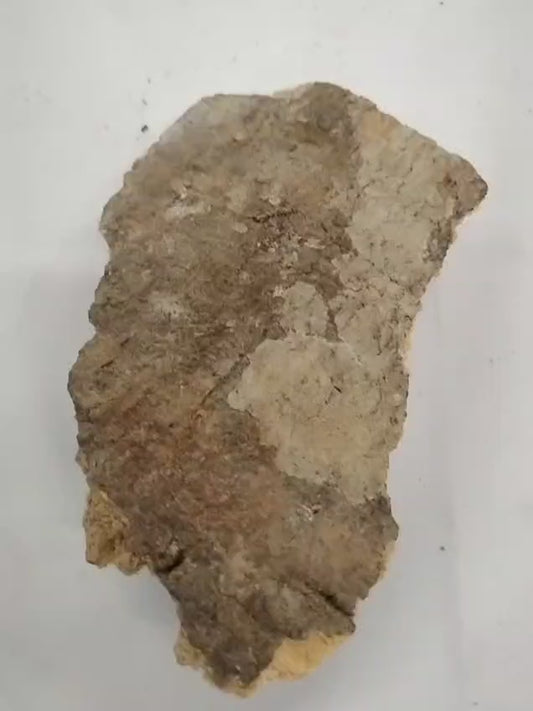 2.5oz Epo Orogbo/Bitterkola Tree Bark/Garcinia Afzelii Bark