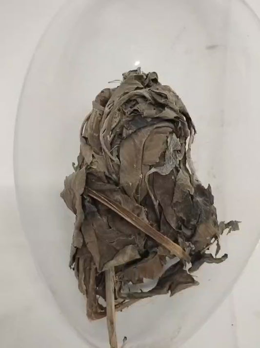 Ewe Guava/African Dried Guava Leaves/Psidium Guajava