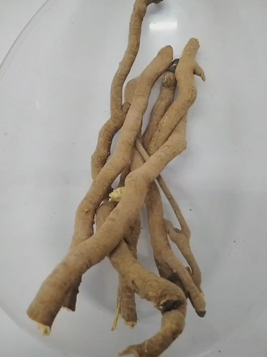 Egbo Akerejupon/Ajo/Sphenocentrum Jollyanum