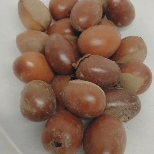 2pcs Eso Emi/Sheabutter Tree Seeds