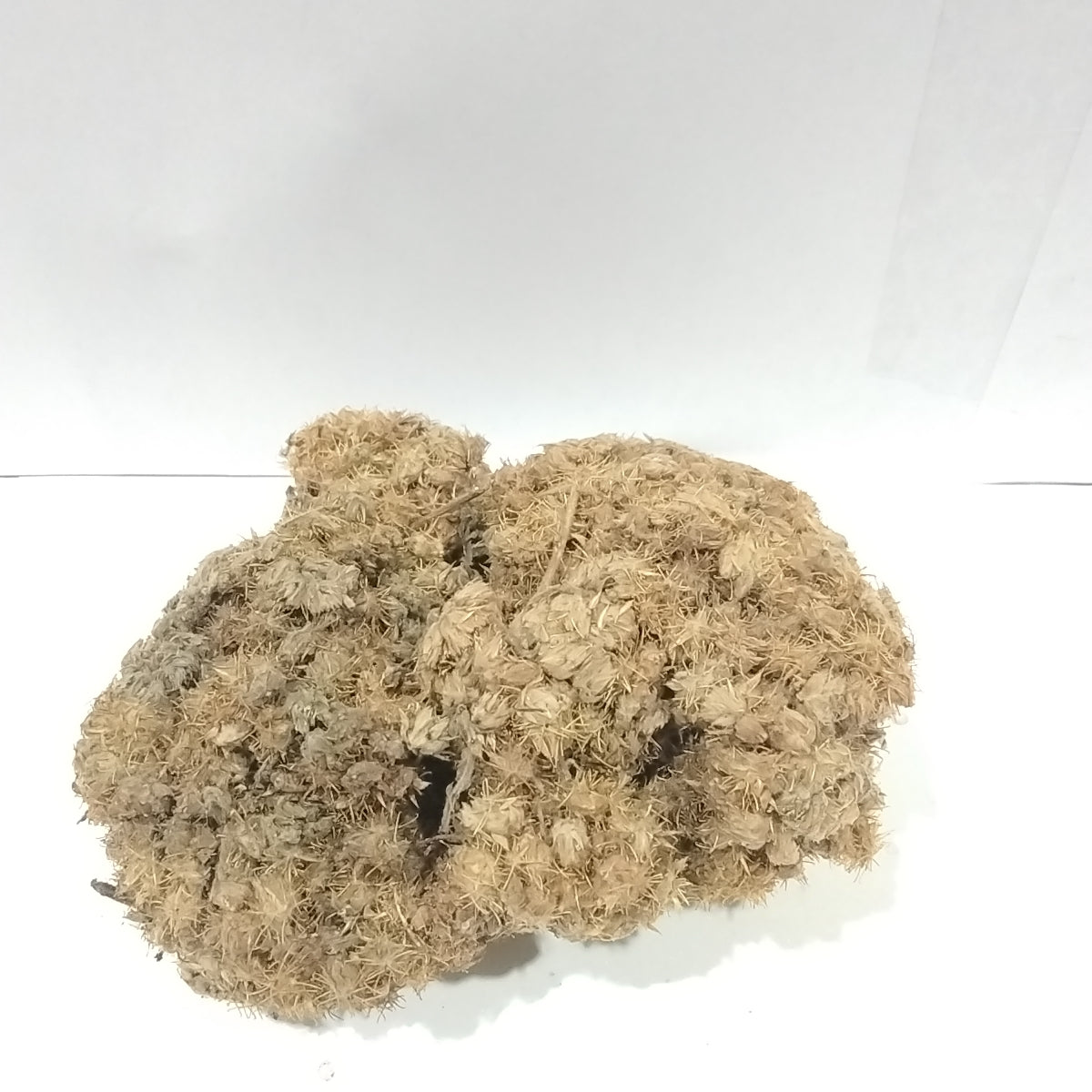 Emo Agbo/ Pupalia Lappacea