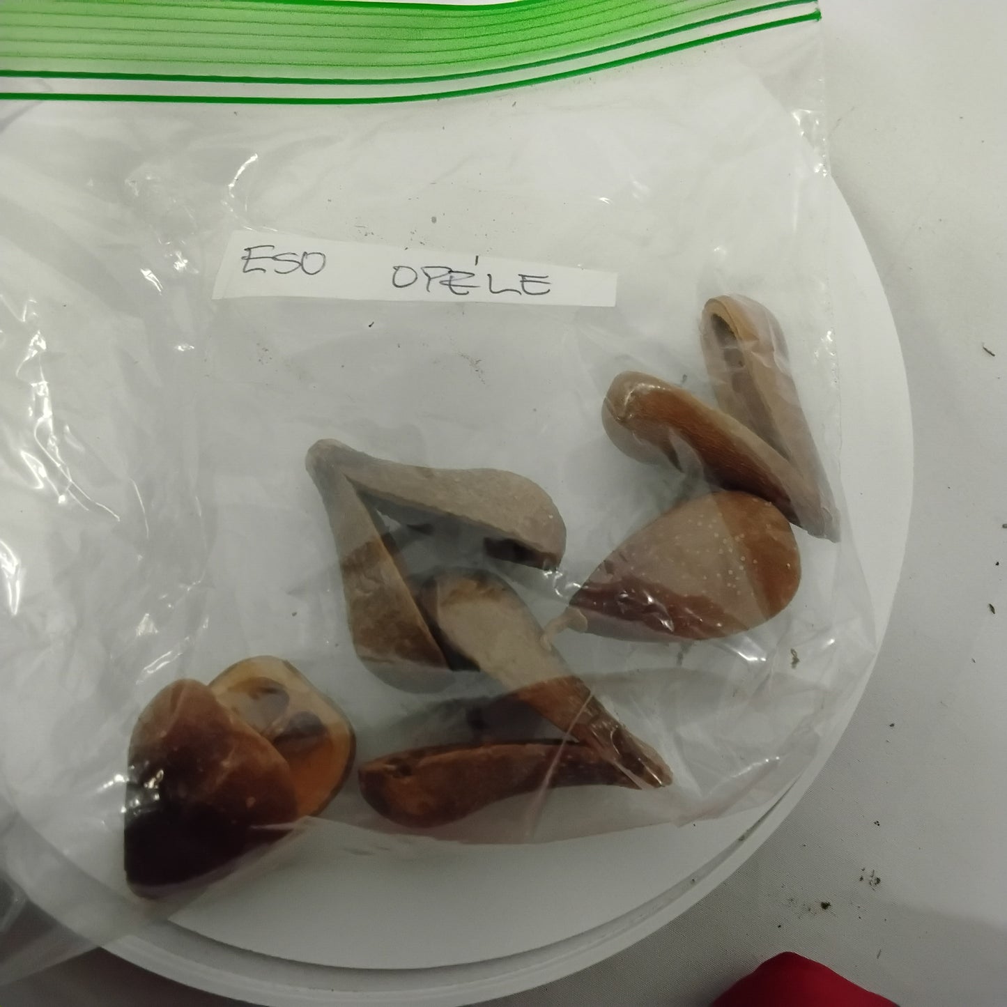 Eso Opele/Ekuele/Opele Seeds/Ese Aguntan/Divination Seeds For Ifa Readings/Orunka Divination Seeds