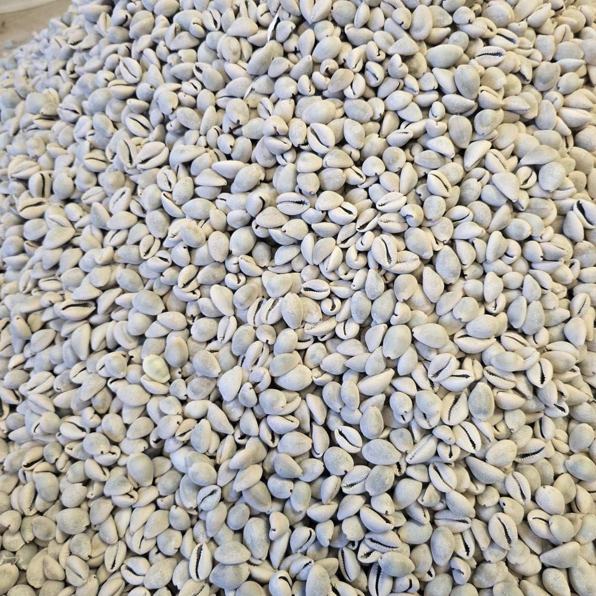 African Authentic Cowries/Owo Eyo