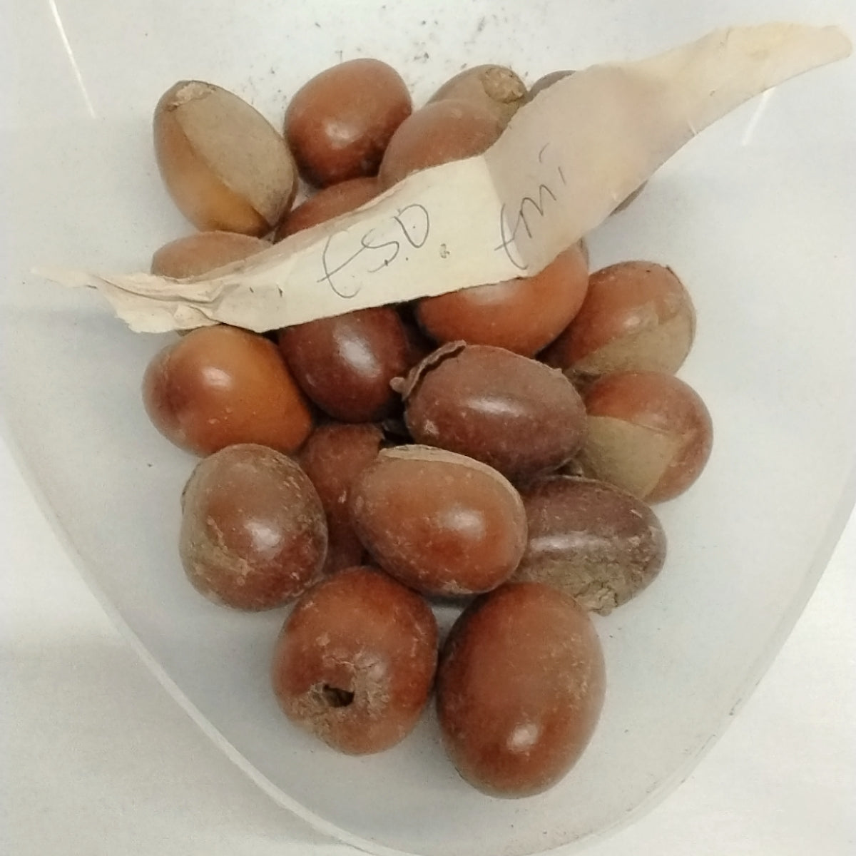 2pcs Eso Emi/Sheabutter Tree Seeds