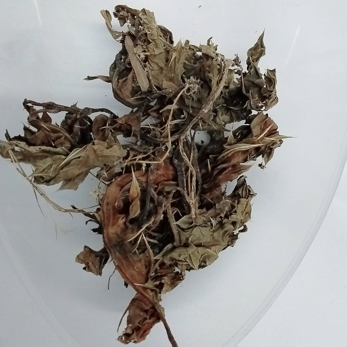Ewe Mafowokan Omo Mi/Acanthus Montanus/Don't Touch My Child Herb