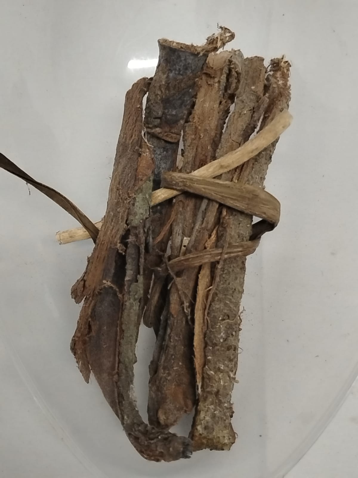 Epo Koko/Cocoa Tree Bark/Theobroma Cacao
