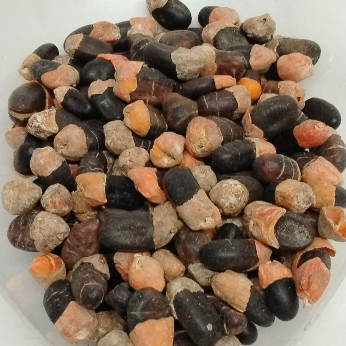 10pcs Eso Apa/African Mahogany/Afzelia Africana/Dried Seeds