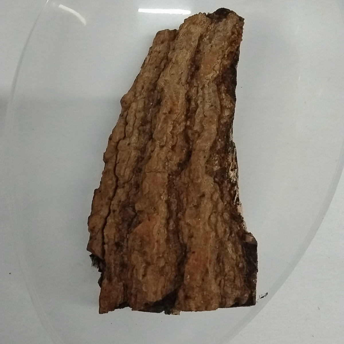 Epo Iyeye/Spondias Mombin/Hog Plum Bark