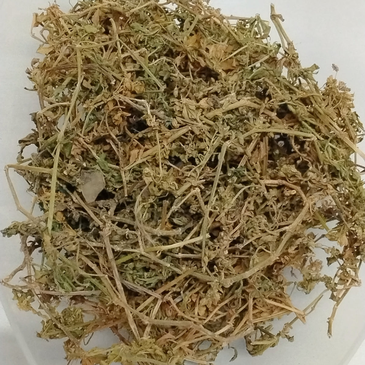 Ewe Awoyoyo/Slender Carpet Weeds/Blinds Oppositifolius