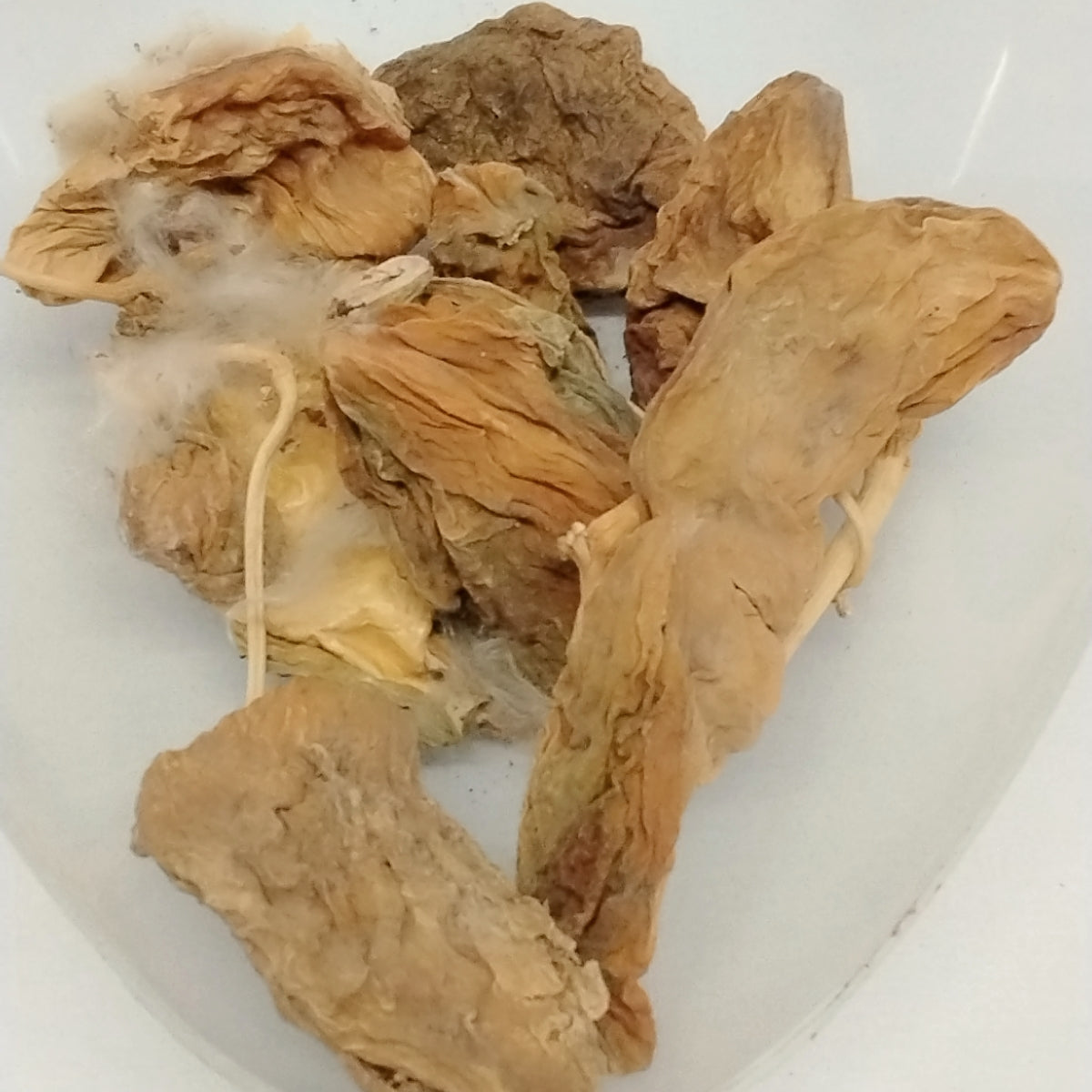 10pcs /Eso Bomubomu/Dried Seeds/African Giant Milk  Seeds