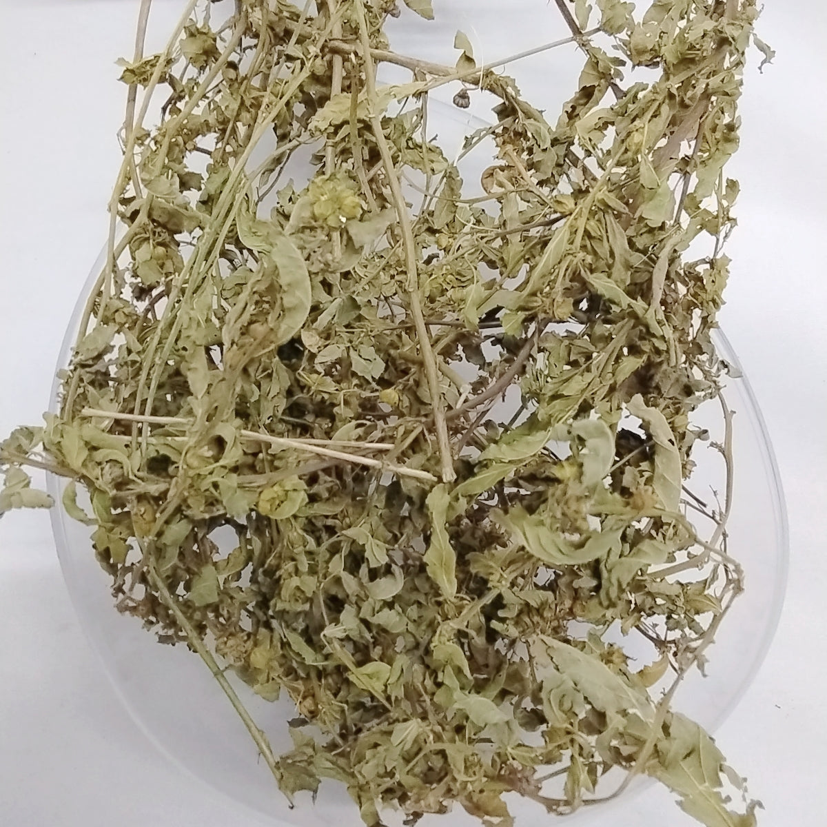 Ewe Osepotu/Sida Acuta/Wireweed/Broom Weed/Common Wireweed/Dried Herbs