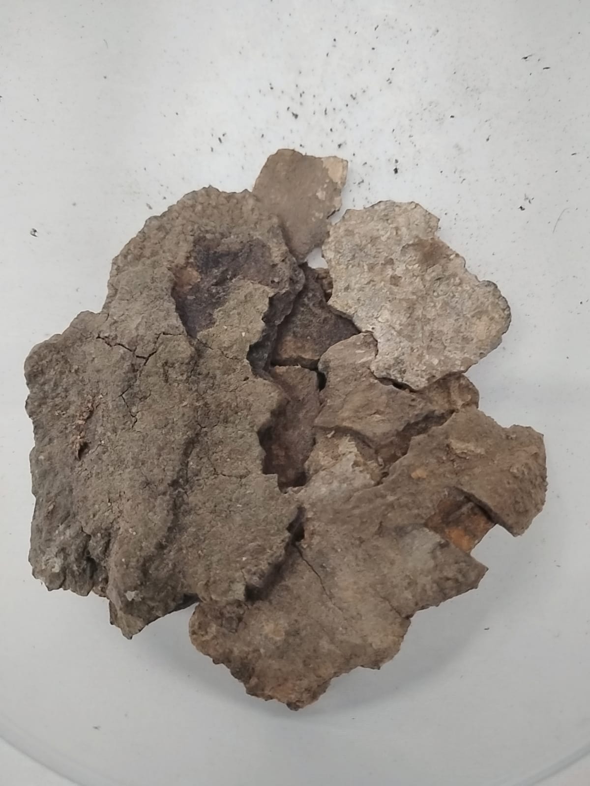 2.5oz Igi Nla/The Bark of Mysterious Tree/Asorin/2oz Igi Nla Powder
