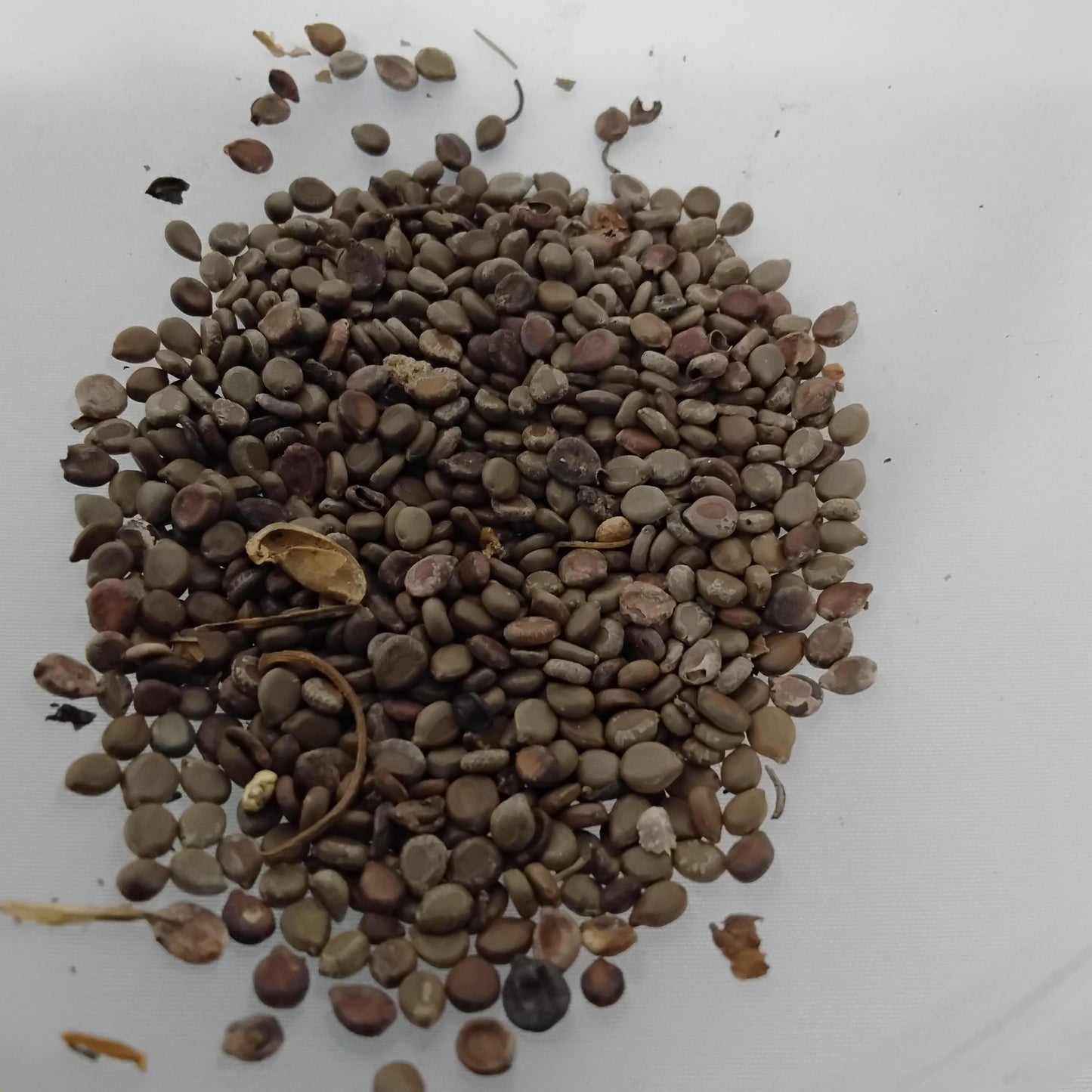 Eso Rere Abo/Clerodendrum Polycephalum Seeds/