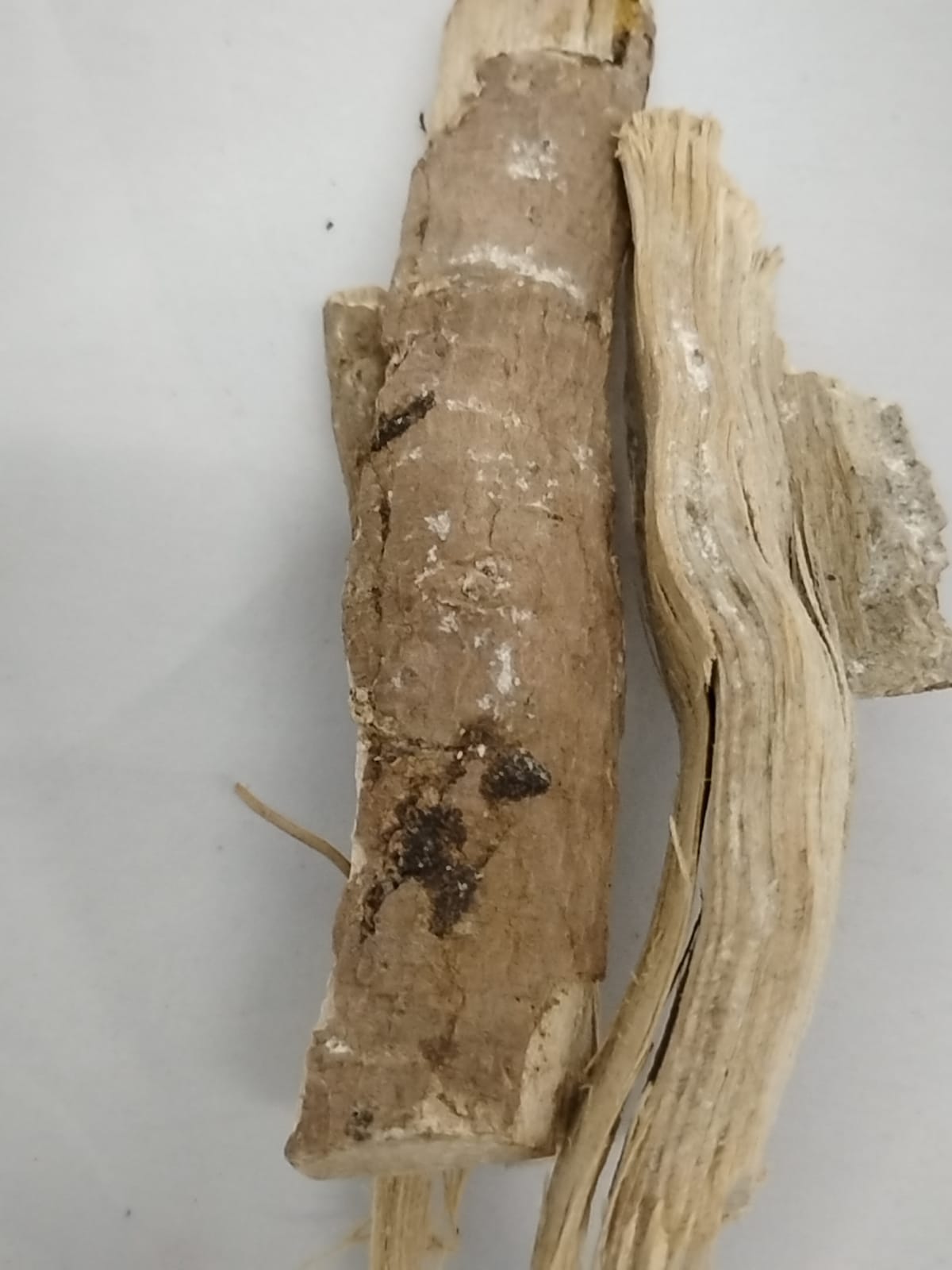 Egbo Orogbo/Bitterkola Root/Garcinia Kola Root/Akiilu