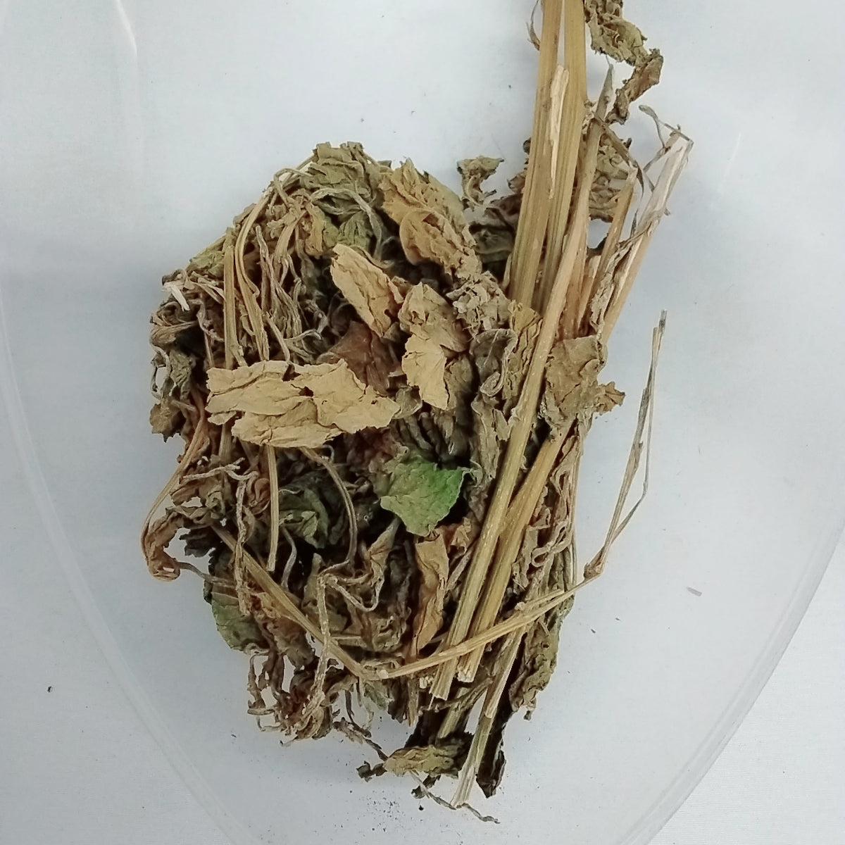 Ewe Awogba Arun/Petiveria Alliancea/Guinea Hen Weed/Anamu