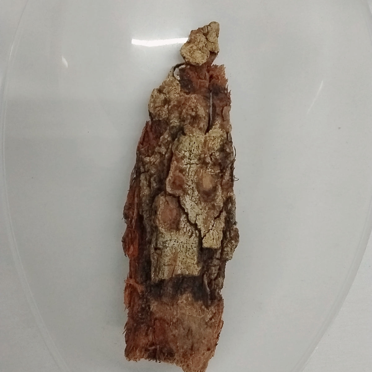 Epo Arira/Epo Apepe/Pterocarpus Erinaceus Bark