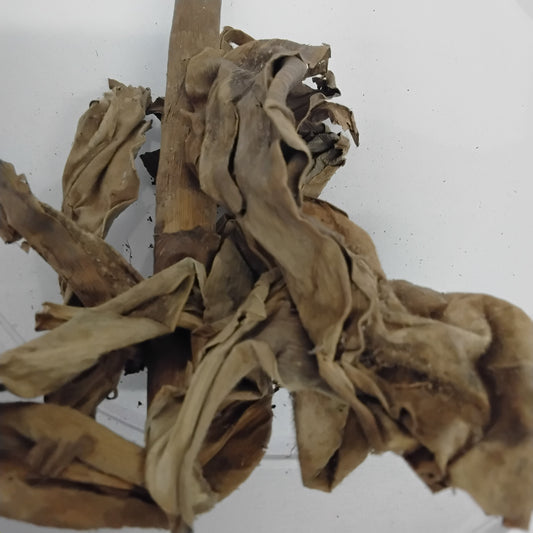 Ewe Peregun/ Dragon Plant/ Happy Plant/ Mass Cane Plant/ Dried Herbs