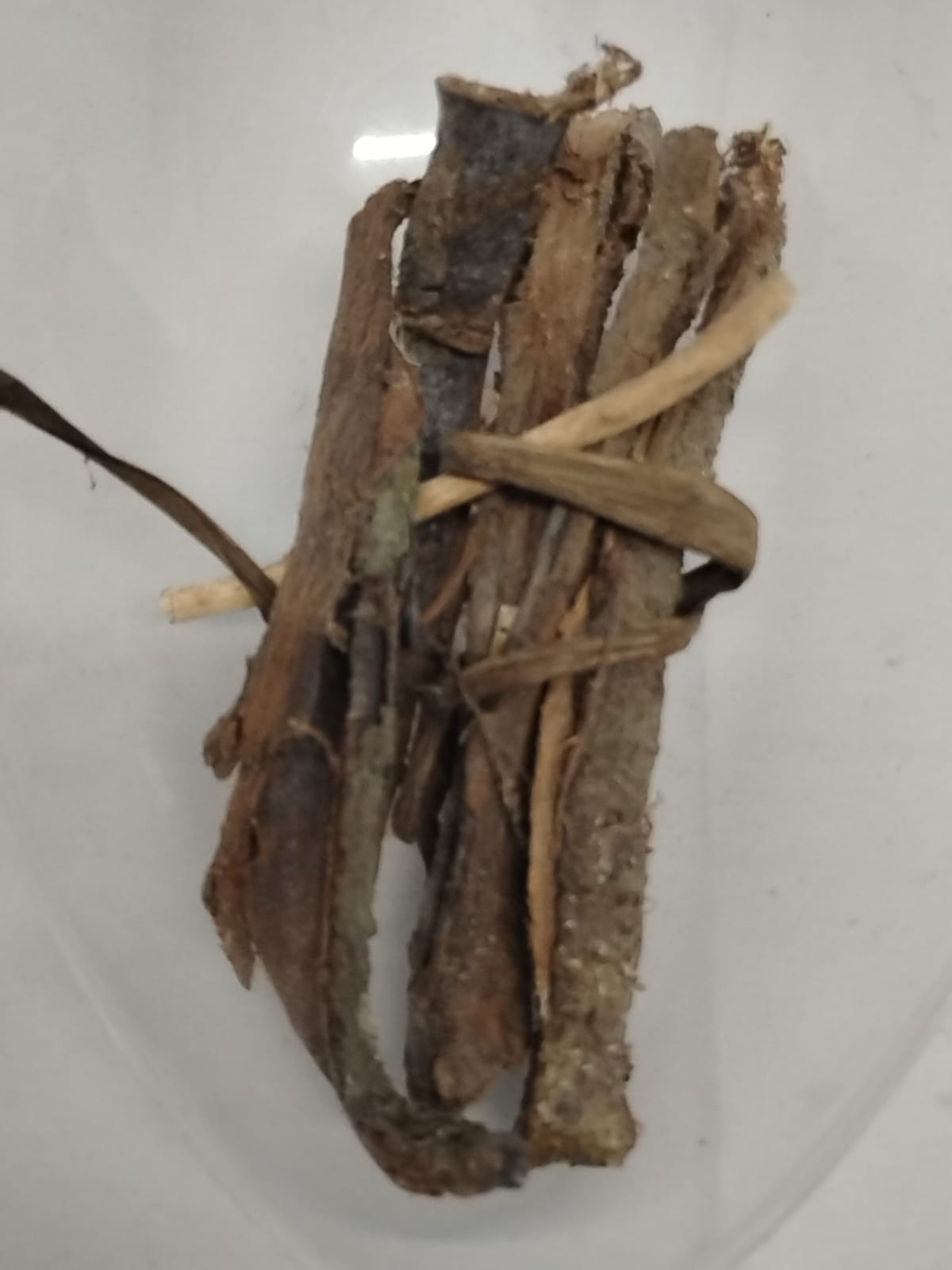 Epo Koko/Cocoa Tree Bark/Theobroma Cacao