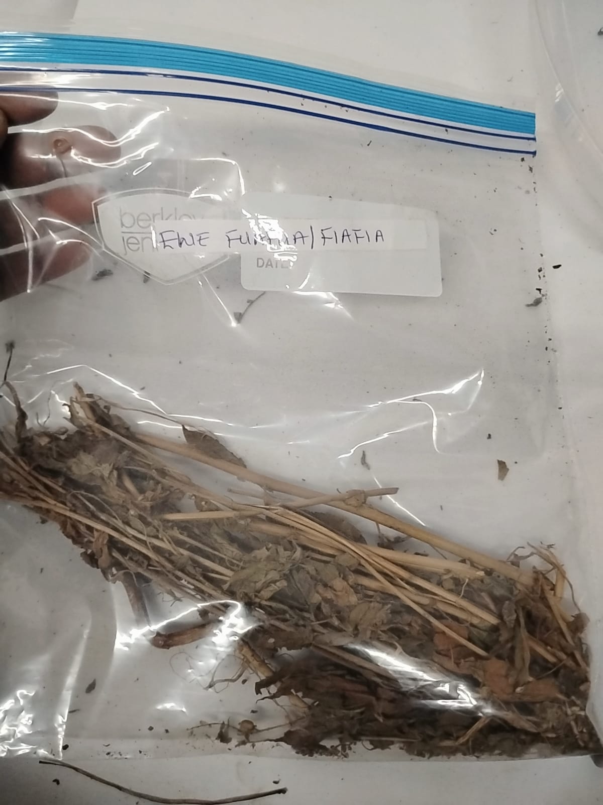 Ewe Fuafua/Ewe Fiafia/Stubborn Grass/Sida Acuta