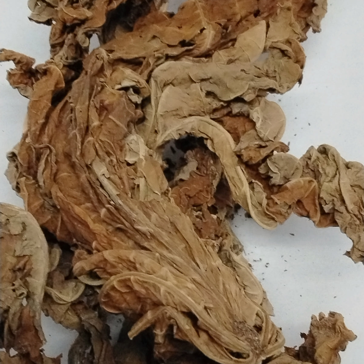 Ewe Ako Ibepe/ African Dried Male Pawpaw Leaves/Carica papaya