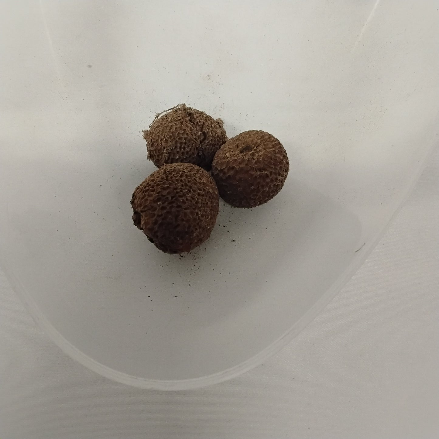 Eso Egbesi/Nauclea Latifolia Seeds