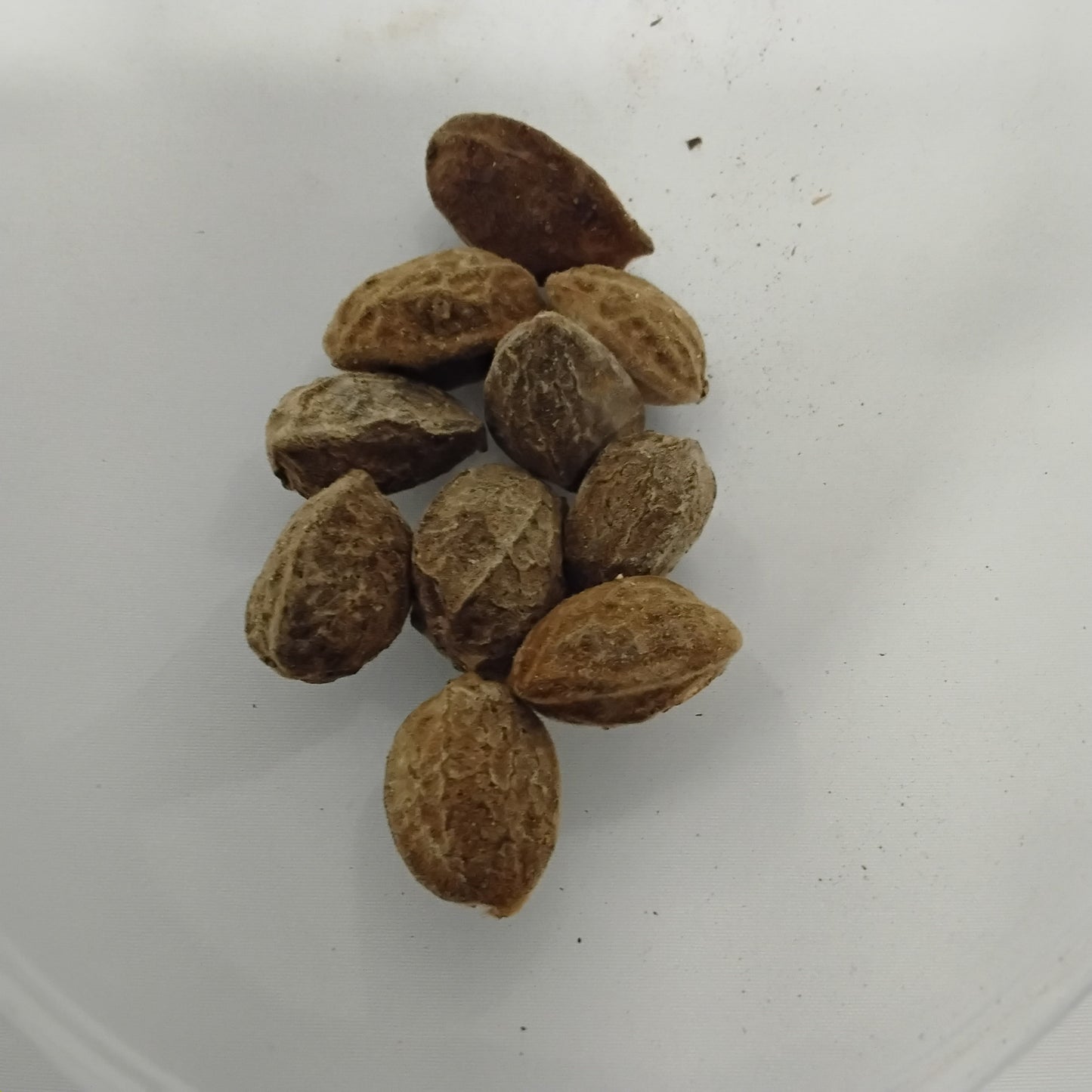 Eso Gbegbe/Clease Seeds/Urumbia/Eriagbo/Icacina Trichantha