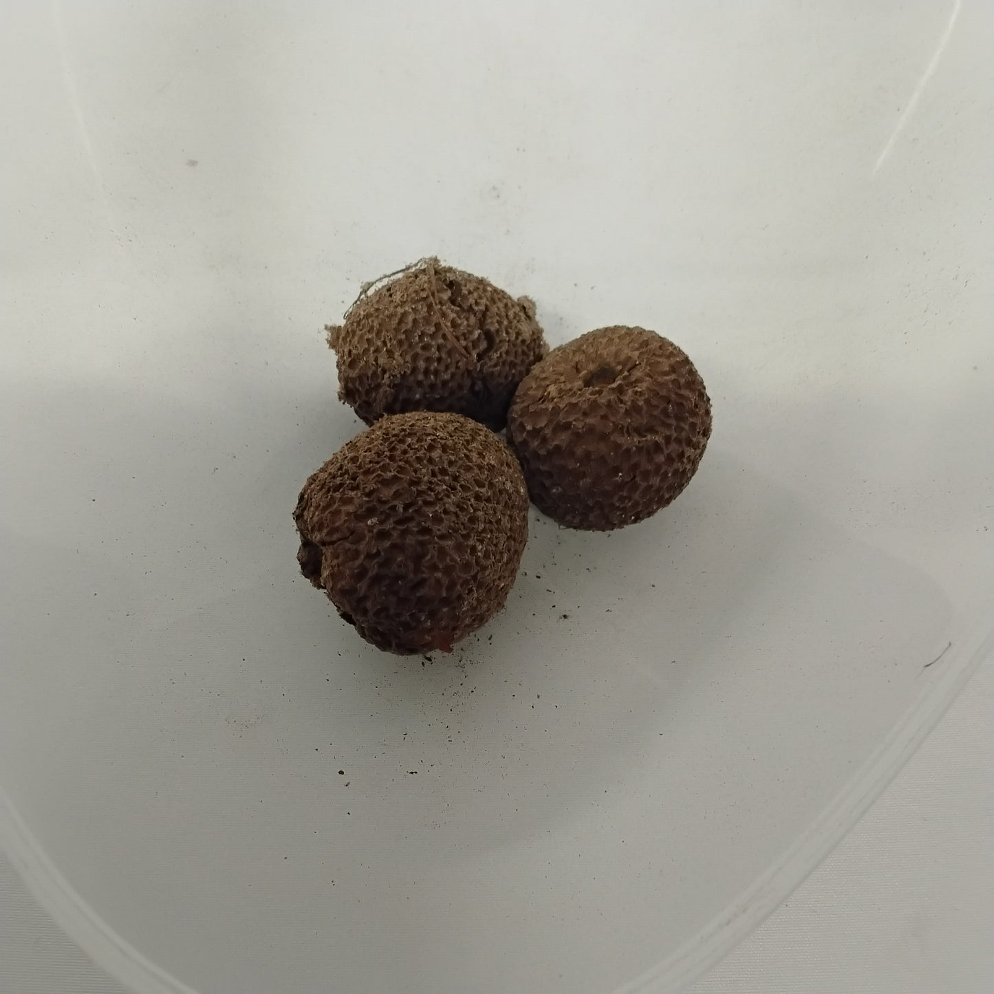 Eso Egbesi/Nauclea Latifolia Seeds