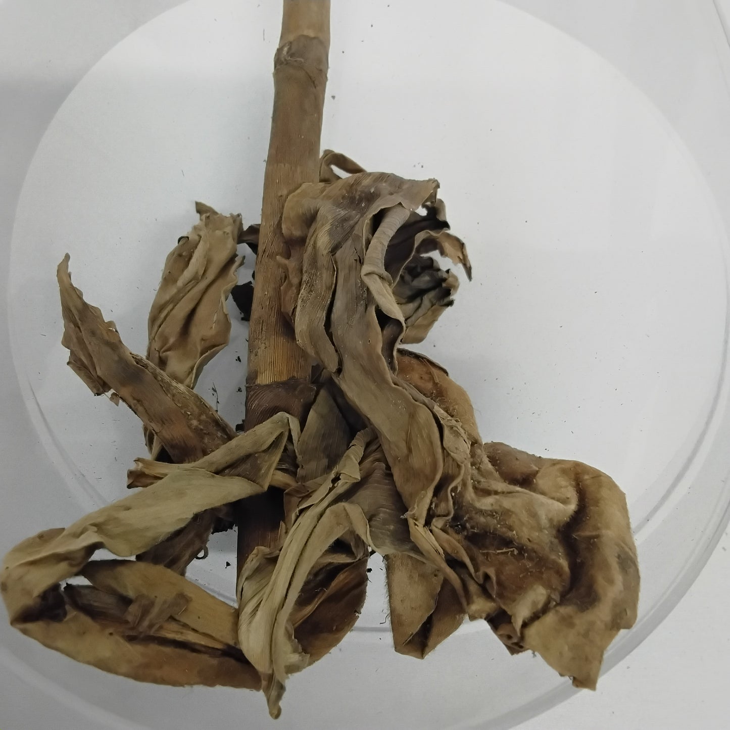 Ewe Peregun/ Dragon Plant/ Happy Plant/ Mass Cane Plant/ Dried Herbs
