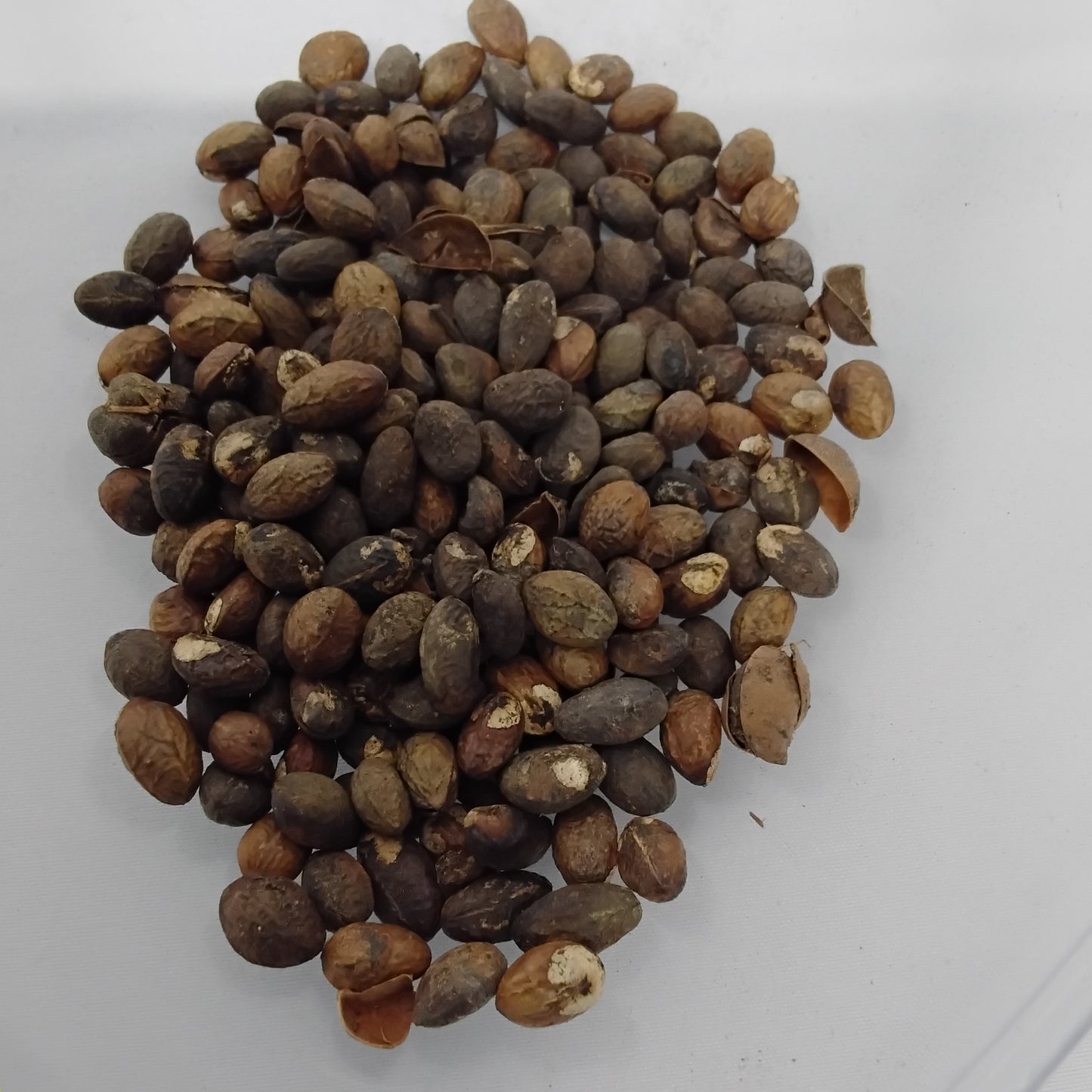 Aworoso Seed/Croton Penduliflurous Seeds/Jamalgota/Neervalam/Habbatul Muluk/Eso Awogbarun