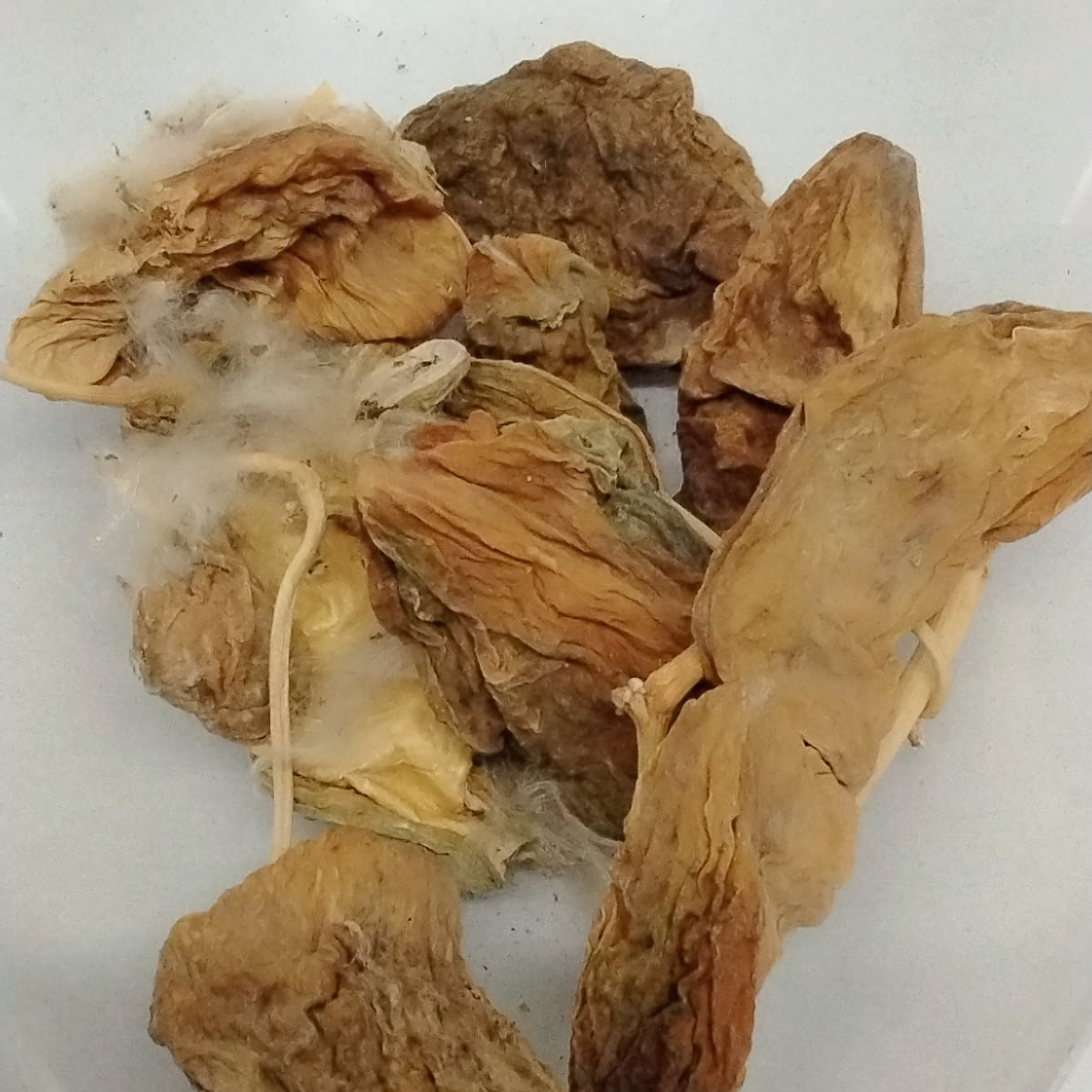 10pcs /Eso Bomubomu/Dried Seeds/African Giant Milk  Seeds