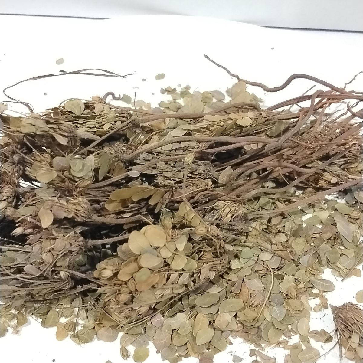Ewe Patanmo/Dried Sensitive Plant/Mimosa Pudica