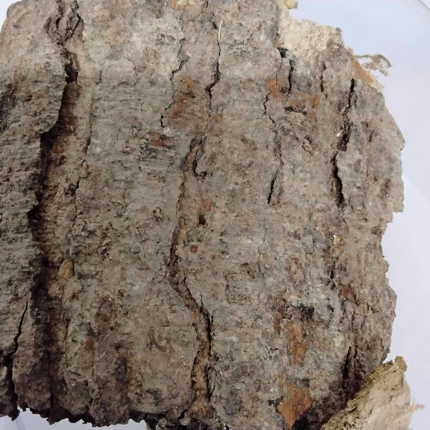 10oz Epo Iroko/ African Teak Bark/Milicia Excelsa  Bark/Orji/Kambala Dried Bark