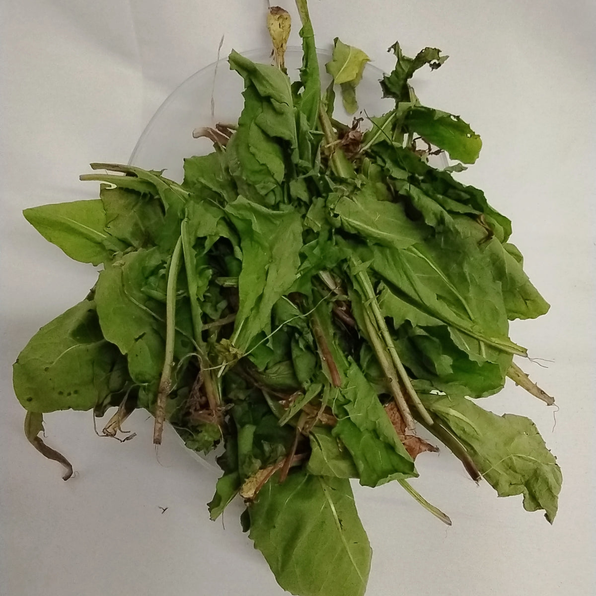 Frozen Efo Yanrin/ 3oz African Wild Lettuse/ Dandelion